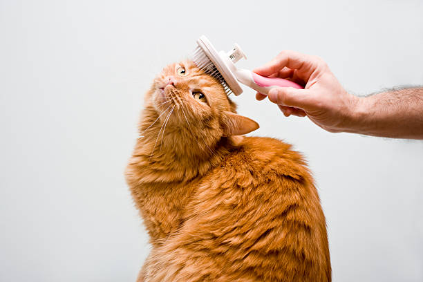 Pet Grooming Brush thumbnail 2