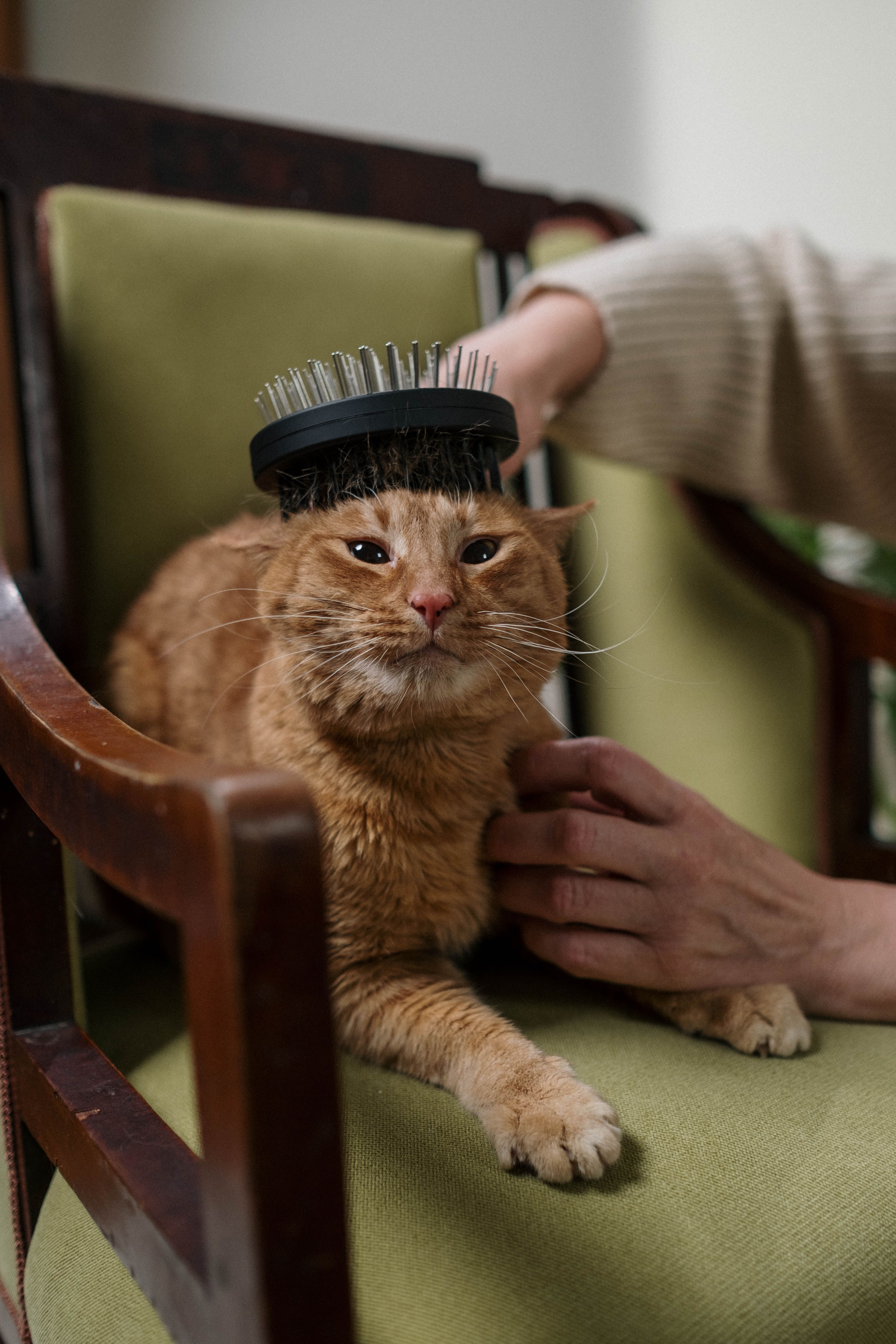 Pet Grooming Brush thumbnail 3