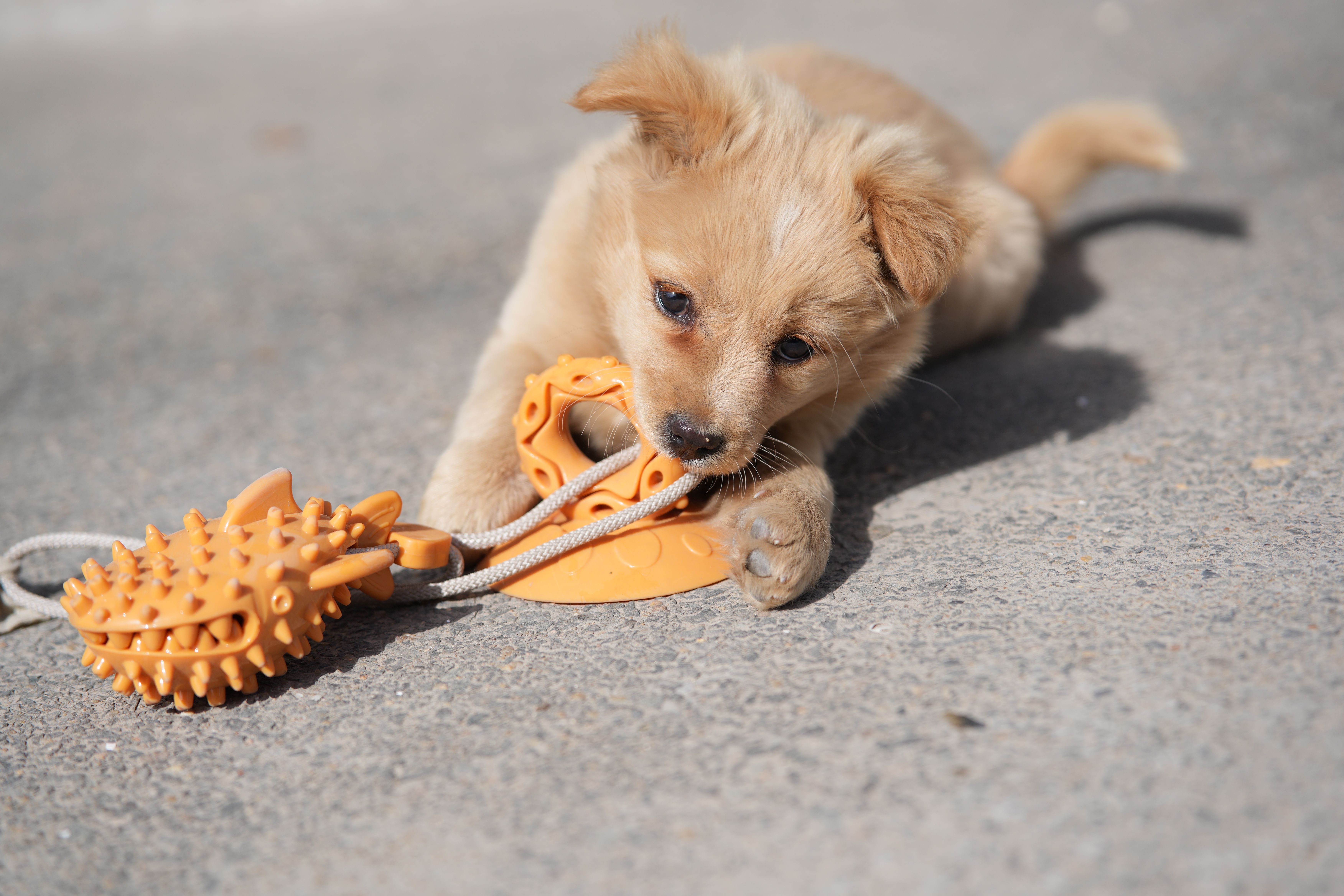 Chew Toys for Small Dogs thumbnail 2