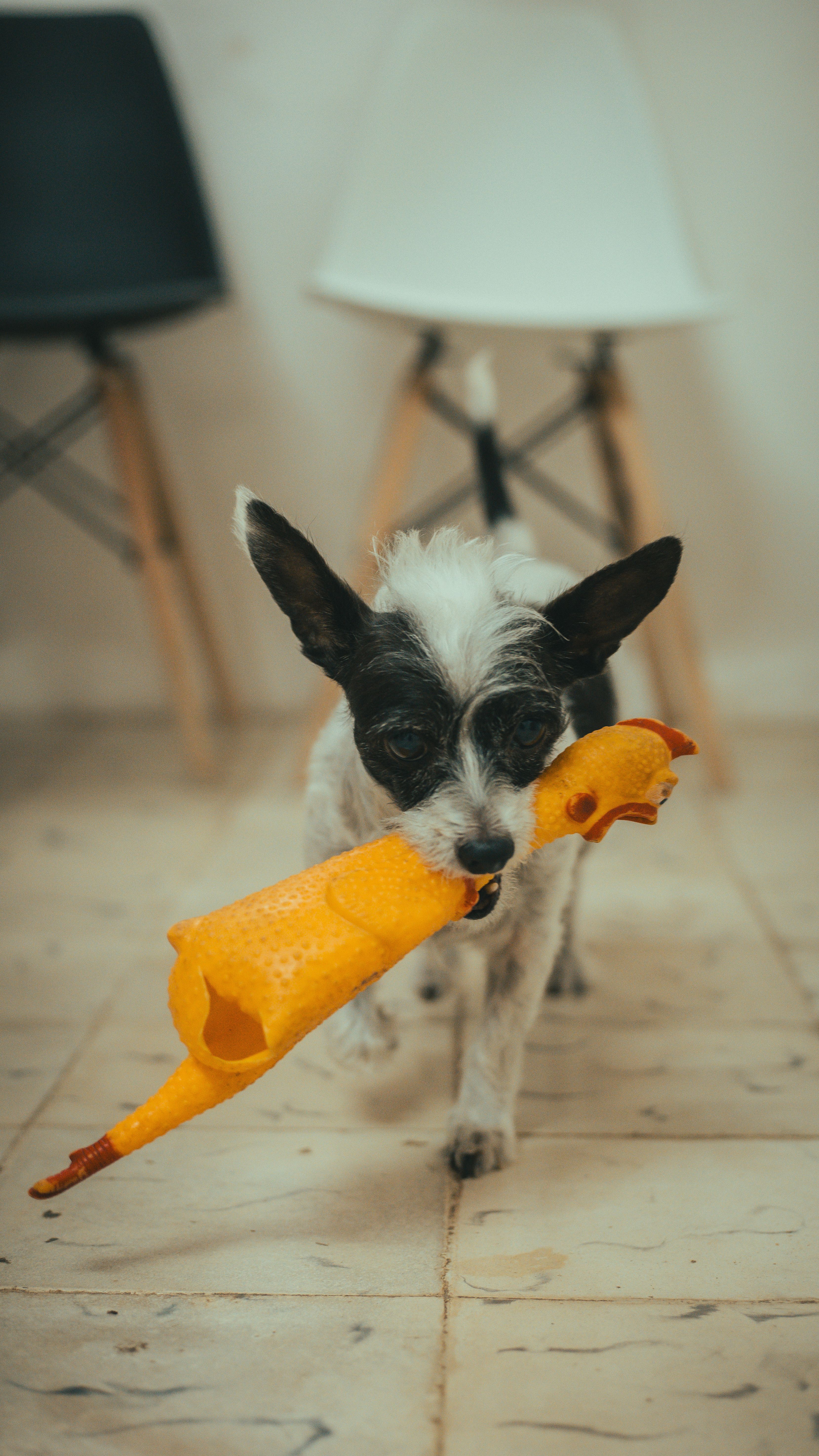 Chew Toys for Small Dogs thumbnail 3