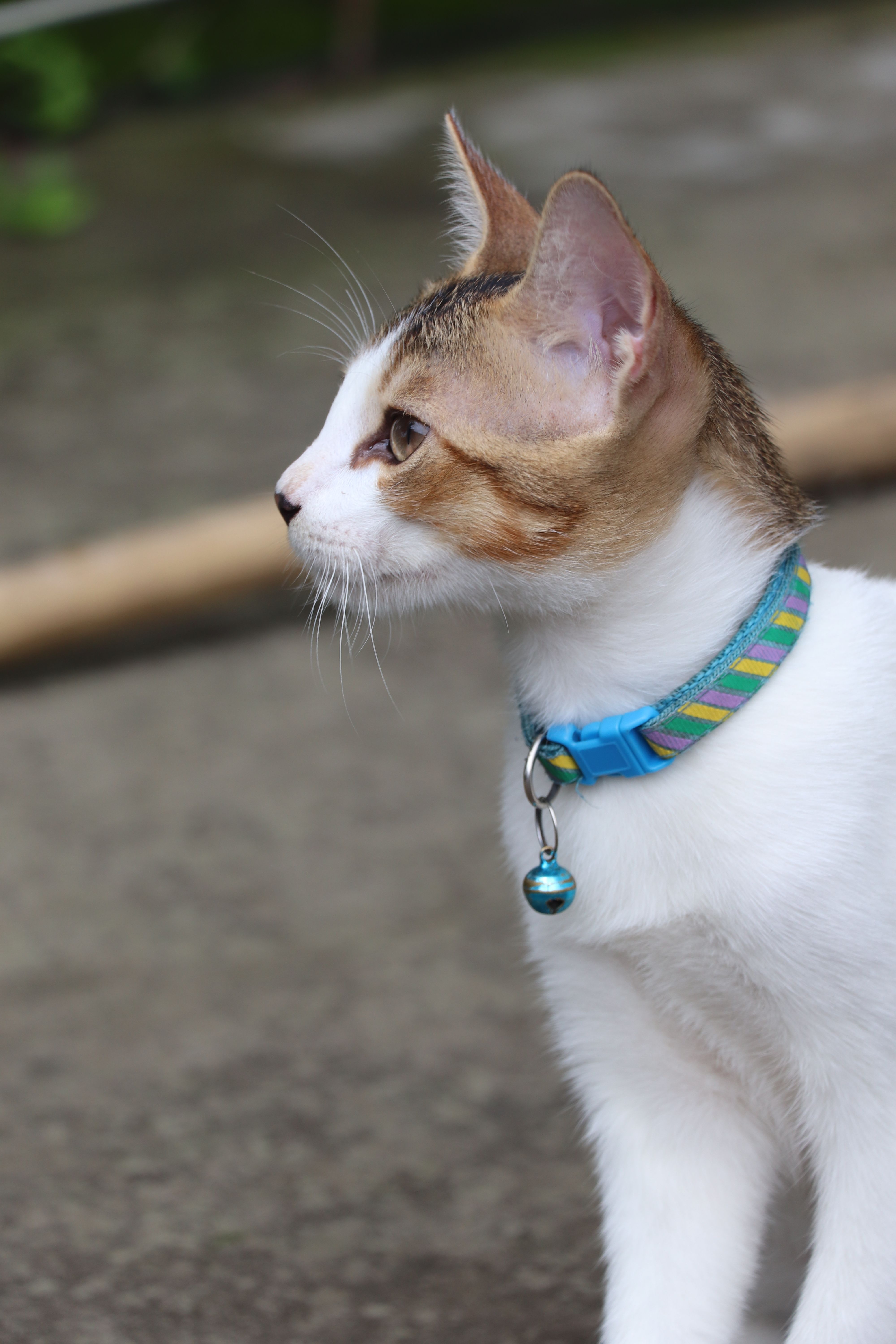 Adjustable Pet Collar for Small Dogs and Cats thumbnail 2