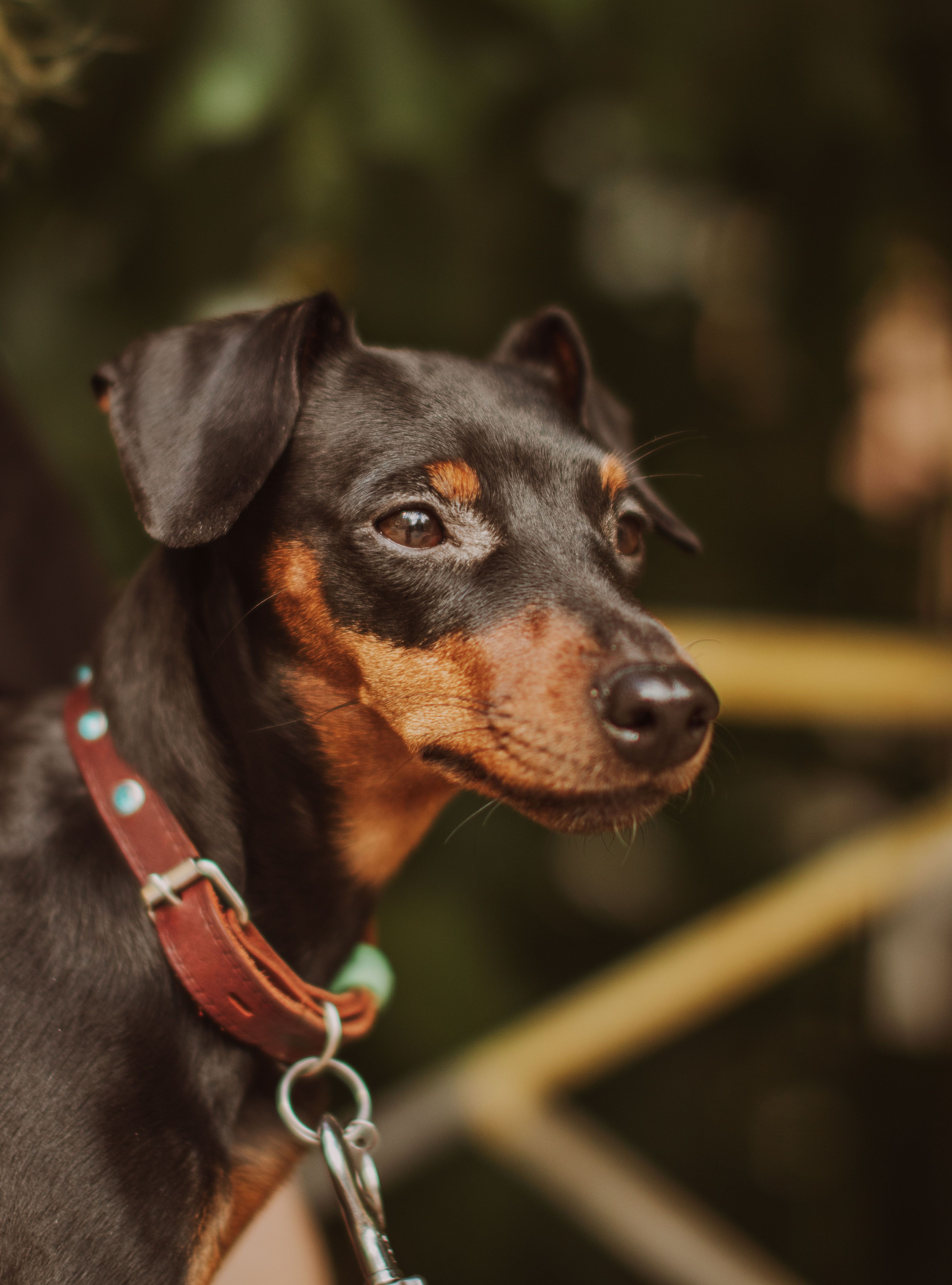 Adjustable Pet Collar for Small Dogs and Cats thumbnail 3